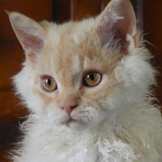 chaton Selkirk Rex Longhair red smoke BINGO Chatterie du Bois des Calthas red smoke 