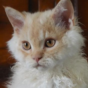 BROADWAY du bois des calthas Mâle Selkirk Rex Longhair