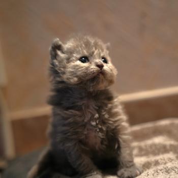 BIRDY du bois des calthas Femelle Selkirk Rex Longhair