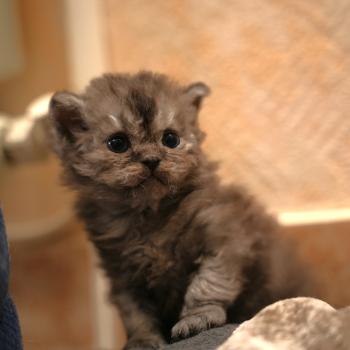 BROOKLYN du bois des calthas Femelle Selkirk Rex Longhair