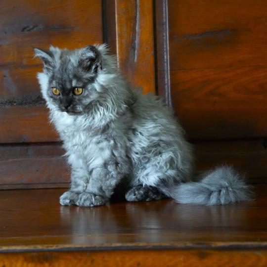 chaton Selkirk Rex Longhair black smoke BROOKLYN Chatterie du Bois des Calthas black smoke 