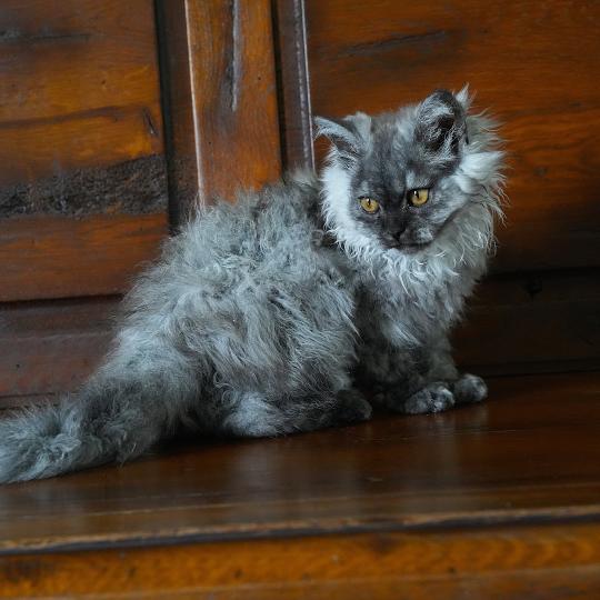 chaton Selkirk Rex Longhair black smoke BROOKLYN Chatterie du Bois des Calthas black smoke 