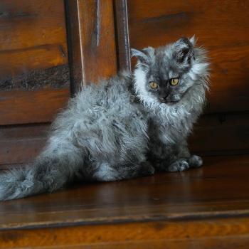BROOKLYN du bois des calthas Femelle Selkirk Rex Longhair