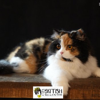 Chatterie du Bois des Calthas