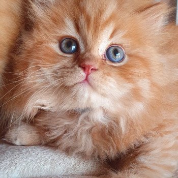 Chats Roux A Vendre Chat Et Chaton Com Chats Roux A Vendre Chat Et Chaton Com