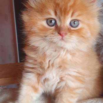 Chats Roux A Vendre Chat Et Chaton Com