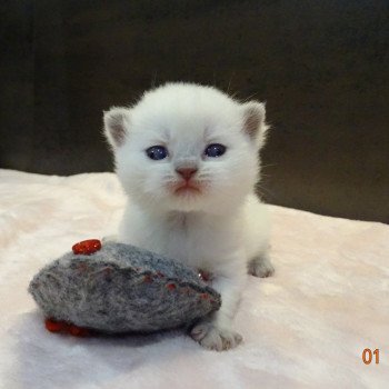 Tahiti Le Berceau du Chat Femelle British Shorthair