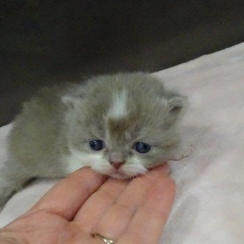 Texas du Berceau du Chat Le Berceau du Chat Mâle British Shorthair