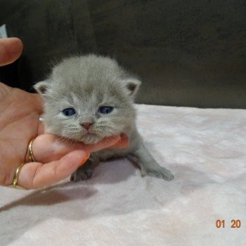 Tokyo Le Berceau du Chat Mâle British Shorthair