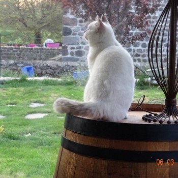 British Shorthair à Vendre Annonces Et éleveurs Dans Votre