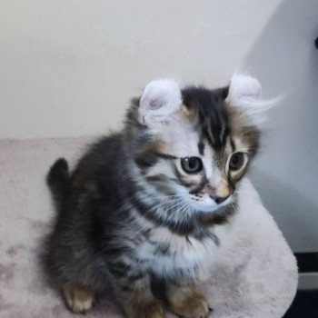 ALASKA ABBYGAIL Mâle American Curl Longhair