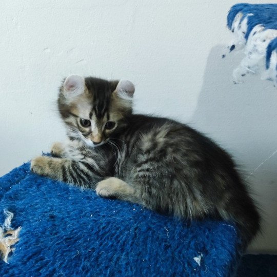 chaton American Curl Longhair brown mackerel tabby ALASKA ABBYGAIL Chatterie Arcencielcirou brown mackerel tabby