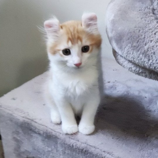 chaton American Curl Longhair brown mackerel tabby AROMYZ Chatterie Arcencielcirou brown mackerel tabby