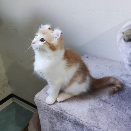 chaton American Curl Longhair brown mackerel tabby AROMYZ Chatterie Arcencielcirou brown mackerel tabby