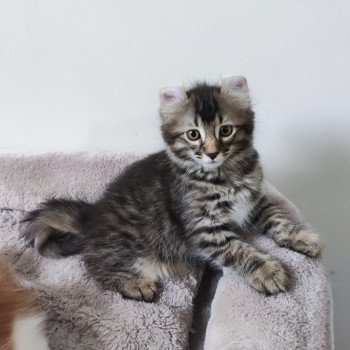 ATOS Mâle American Curl Longhair