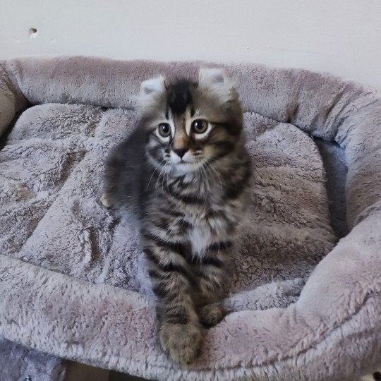 chaton American Curl Longhair red bicolor ATOS Chatterie Arcencielcirou red bicolor