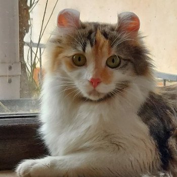 GARMONIYA Femelle American Curl Longhair
