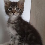 RICO Mâle Maine coon polydactyle RICO Mâle Maine coon polydactyle