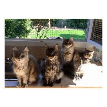 Chatterie Des Grandes Rives Elevage De Chat Maine Coon Maine Coon