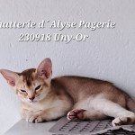 UNY-OR SILVER d'ALYSE PAGERIE Mâle Abyssin UNY-OR SILVER d'ALYSE PAGERIE Mâle Abyssin