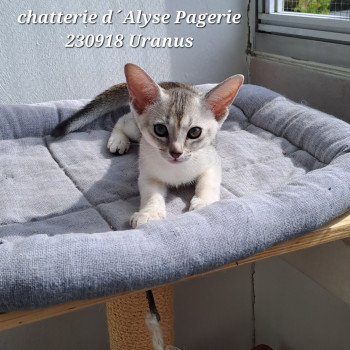 URANUS SILVER d'ALYSE PAGERIE Mâle Abyssin