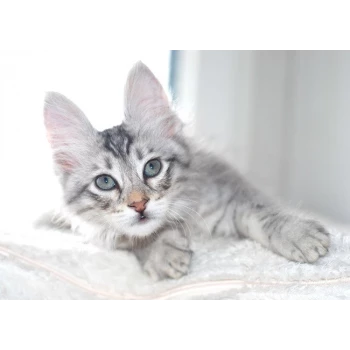 Chatterie de la Nuit des Temps