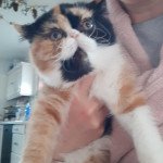 Paloma Mother of Pearl Femelle Exotic Shorthair Paloma Mother of Pearl Femelle Exotic Shorthair