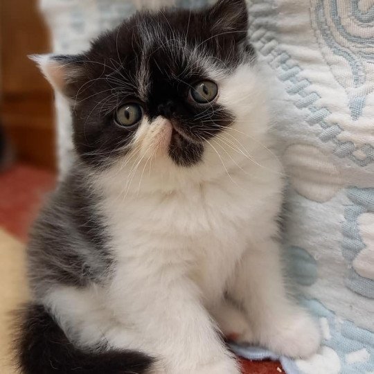 Ricce Mother Of Pearl Mother Of Pearl Chat Exotic Shorthair A Vendre Ricce Mother Of Pearl Mother Of Pearl Chat Exotic Shorthair A Vendre