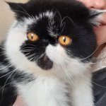 Ricce Mother of Pearl Mâle Exotic Shorthair