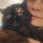 Sibelle Femelle Exotic Shorthair Sibelle Femelle Exotic Shorthair