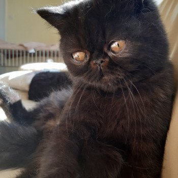 SUSHI MOTHER OF PEARL Mâle Exotic Shorthair