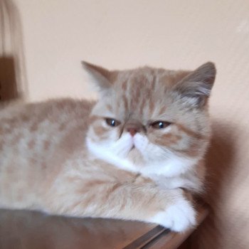 TWIKS MOTHER OF PEARL Mâle Exotic Shorthair