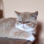 TWIKS MOTHER OF PEARL Mâle Exotic Shorthair