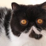 Ksusha Femelle Exotic Shorthair Ksusha Femelle Exotic Shorthair