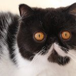 Ksusha Femelle Exotic Shorthair