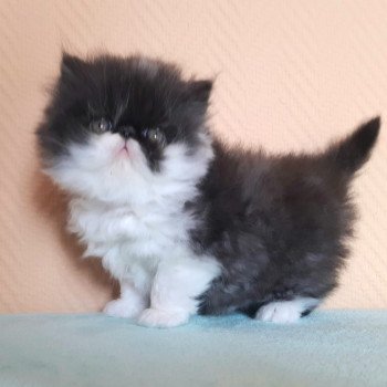 Chaton Persan A Vendre En France Chat Et Chaton Com Chaton Persan A Vendre En France Chat Et Chaton Com