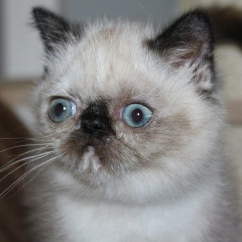 Ulotte des Bourgeons bleus Femelle Exotic Shorthair