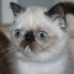 Ulotte des Bourgeons bleus Femelle Exotic Shorthair