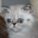 Unique des Bourgeons Bleus Mâle Exotic Shorthair Unique des Bourgeons Bleus Mâle Exotic Shorthair