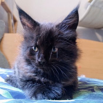 Attila de la Cour des Grands Mâle Maine coon polydactyle