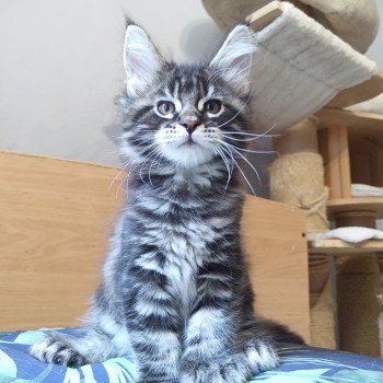 Arès de la Cour des Grands Mâle Maine coon polydactyle