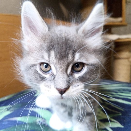 Aziel de la Cour des Grands Mâle Maine coon