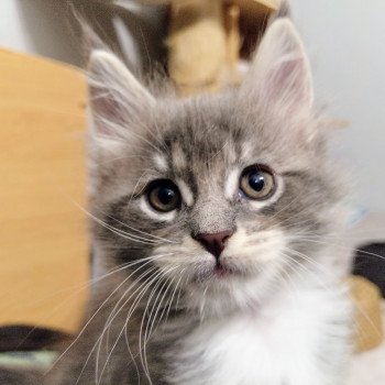 Appolon de la Cour des Grands Mâle Maine coon polydactyle