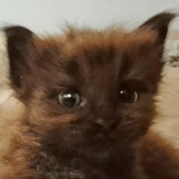 Bagheera de la Cour des Grands de la Cour des Grands Femelle Maine coon