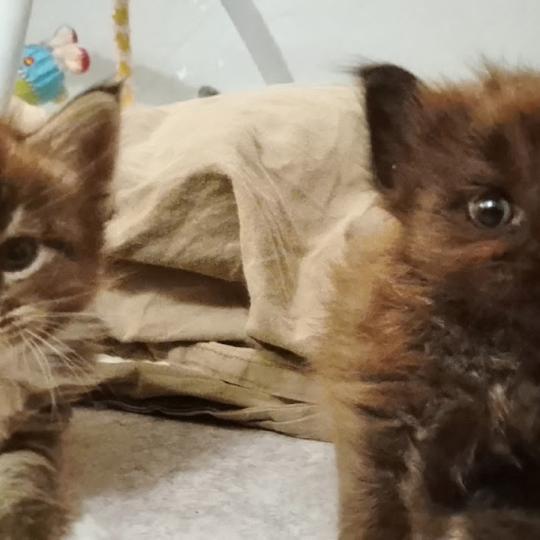 chaton Maine coon blue La Cour des Grands brown blotched tabby bicolor