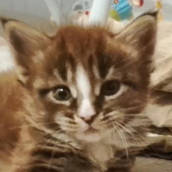 Berlioz de la Cour des Grands de la Cour des Grands Mâle Maine coon