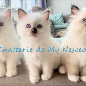 Chatterie My Nesceo