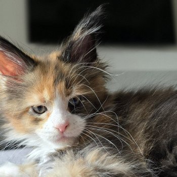 Valhalla calling and Popsi dust And Popsi dust Femelle Maine coon