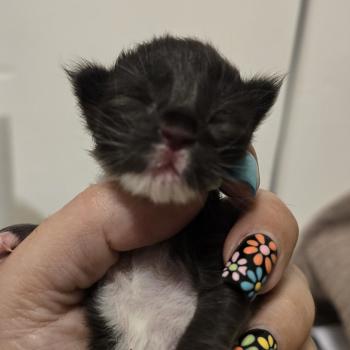 1er chaton (Portée Unknown mommy ❤ Unknown daddy) - Femelle black & blanc Femelle Maine coon