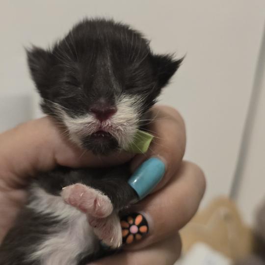 2e chaton (Portée Unknown mommy ❤ Unknown daddy) - Mâle black & blanc Menton noir Mâle Maine coon